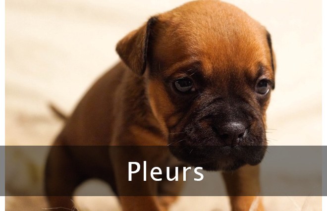 pleurs_chiot
