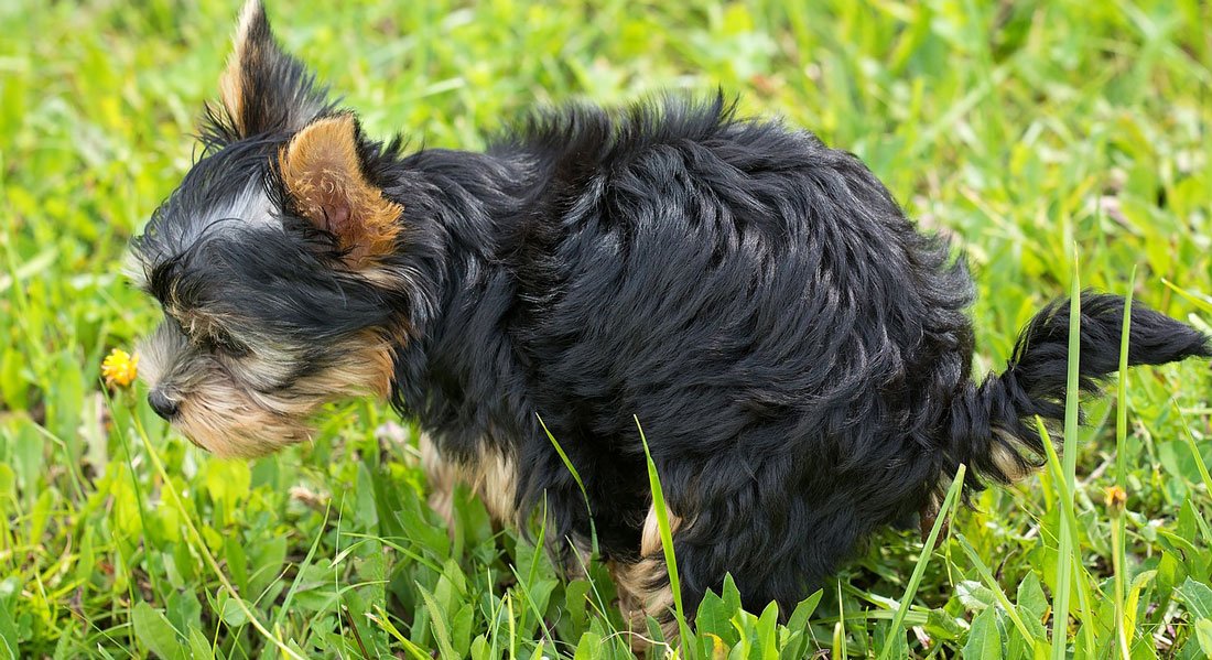 apprendre la propreté à un chiot