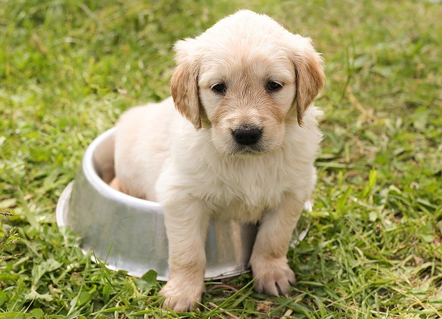 pleur du chiot