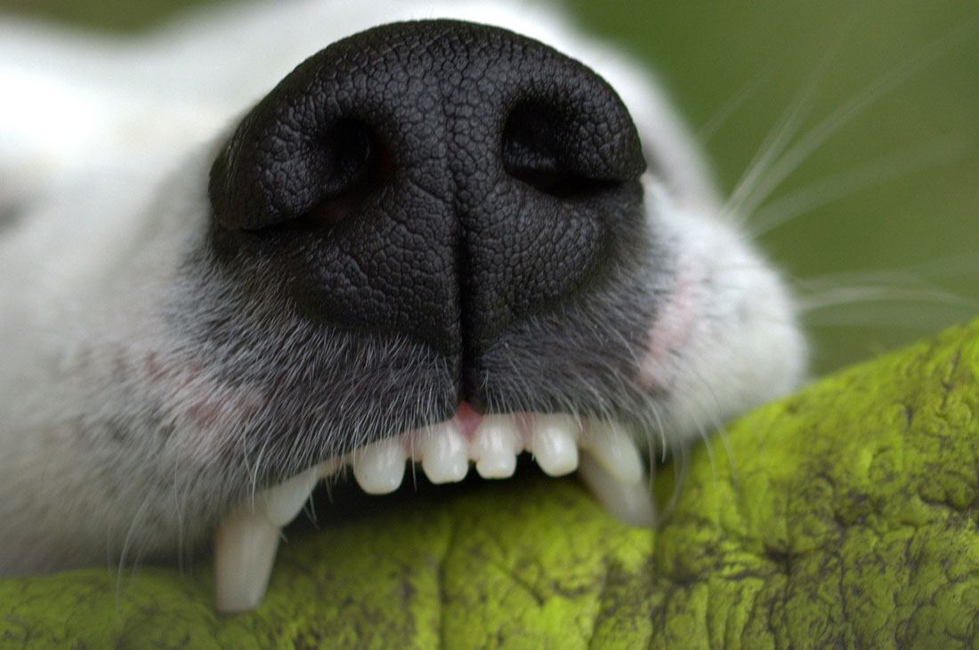 chiot qui mordille tout