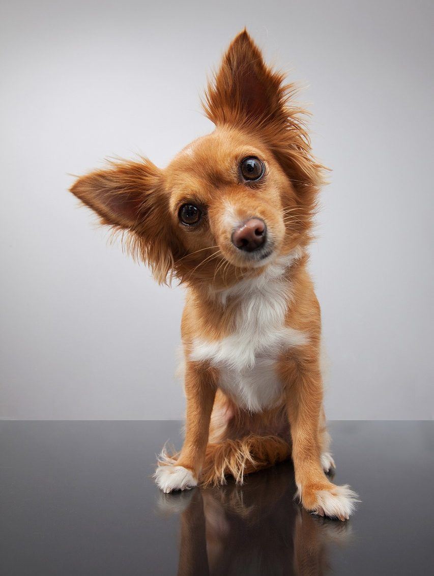 propreté chiot