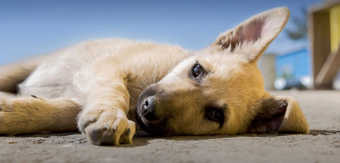 chiot qui pleure la nuit