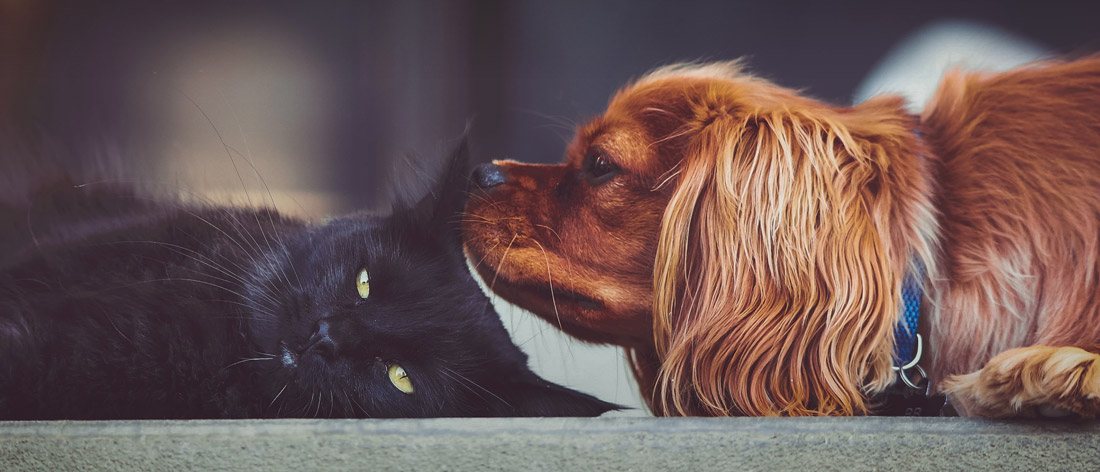 accueillir un bébé chien