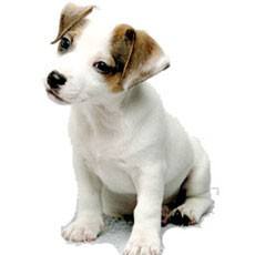 éduquer son chiot