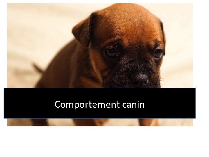 comportement canin