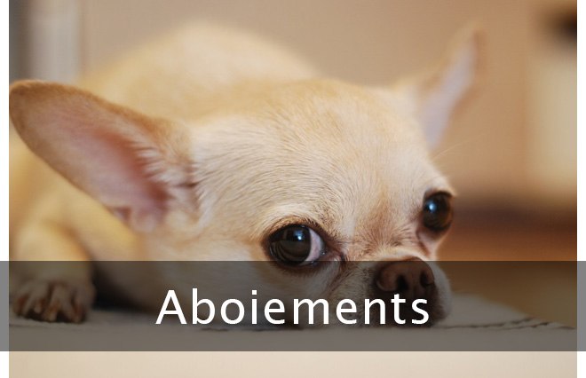 aboiement chiot