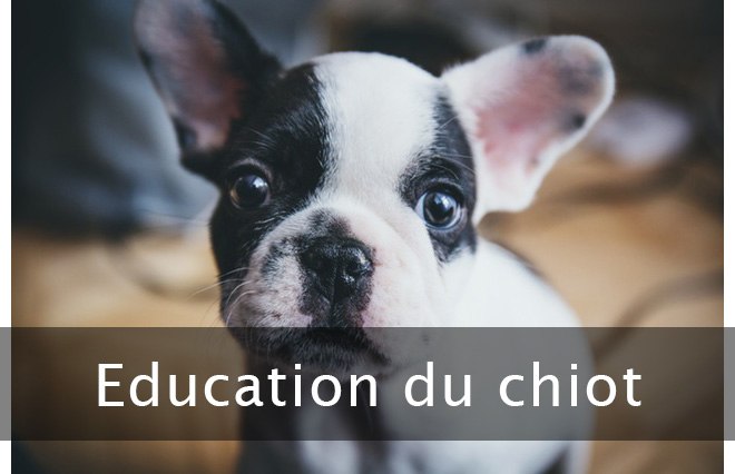 éducation du chiot